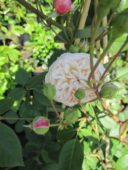 Rosa The Albrighton Rambler2